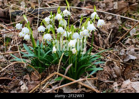 Leucojum vernum, genannt Frühling Schneeflocke Stockfoto