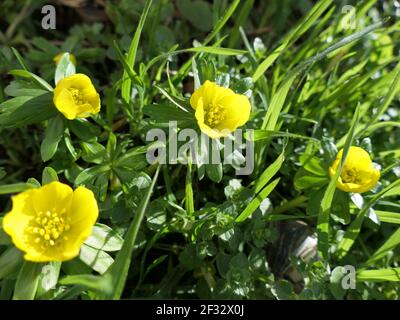 Winter Aconites Eranthis Hyemalis, Herolde Des Frühlings Stockfoto