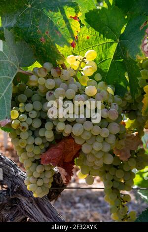 Reife Weißweintrauben für die Herstellung von Rose oder Weißwein bereit zur Ernte auf Weinbergen in Cotes de Provence, Region Provence, südlich von Frankreich schließen Stockfoto