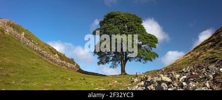 Panoramablick auf Sycamore Gap am Hadrianwall bei Haltwhistle, Northumberland, England, Großbritannien Stockfoto