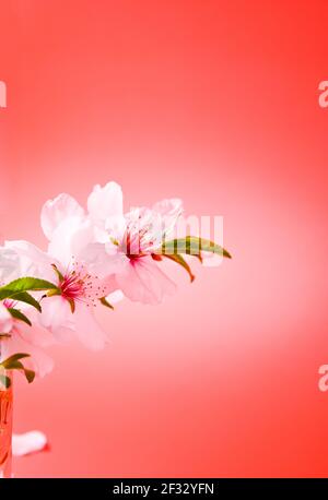 Blühender Mandelzweig auf rotem Hintergrund. Das Symbol des chinesischen Neujahrs, der Beginn des Frühlings. Blühender Baum. Freier Platz für Text. Vertikales Foto. Hochwertige Fotos Stockfoto