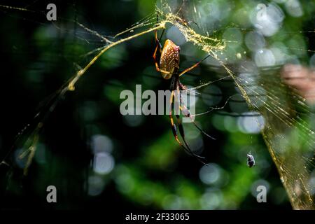 Eine einzelne große Orb Spinne wartet auf ihr Netz Stockfoto