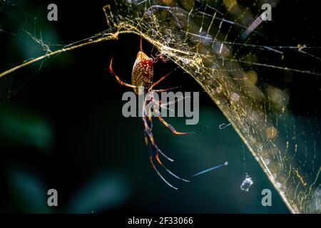 Eine einzelne große Orb Spinne wartet auf ihr Netz