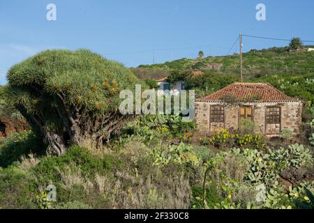 Drachenbaum von Salvatierra in La Palma Stockfoto