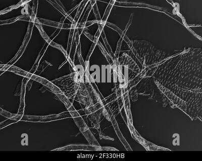 Zellulosefasern von Toilettenpapier unter dem Mikroskop, horizontal von der Ansicht ist etwa 0,61mm Stockfoto