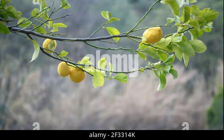 Ein horizontaler Zweig von Zitronenbaum mit Früchten und Blättern Über Obstgarten Hintergrund aus Fokus Stockfoto