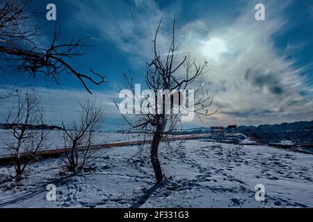 Stachelschwein in einem Baum, Badlands National Park, South Dakota, USA Stockfoto