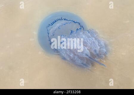 Lila Licht große Quallen schwimmt in schlammigen schmutzigen Meerwasser in der Nähe der Küste Nahaufnahme. Stockfoto