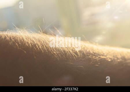 Erhöhte Haare auf dem Arm als Zeichen von Emotionen Gefühle, aufgeregt und nervös Stockfoto