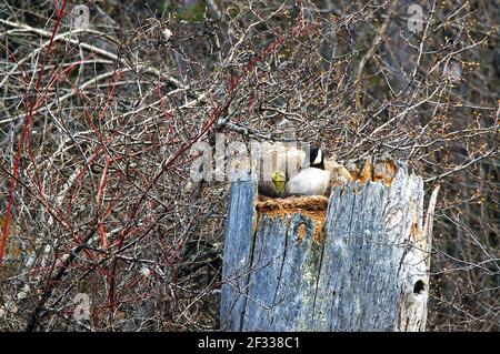 Kanadagans mit neugeborener Gänse auf Nest in Fichtenschnauze. Yaak Valley, Montana. (Foto von Randy Beacham) Stockfoto