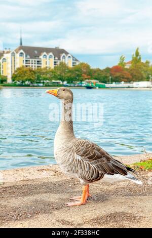 Gans am Seeufer in der Stadt. Vogel, der alleine am Ufer läuft Stockfoto