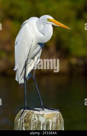 Vertikales Porträt eines Großreiher, der auf einem Dock auf Floridas Crystal River steht. Stockfoto
