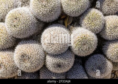 Cluster von Twin Spined Cactus Stockfoto