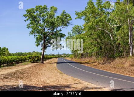 Reihen von Mangobäumen säumen die Straße auf dem Land in der Nähe von Mareeba außerhalb von Cairns, Queensland, Australien. Stockfoto