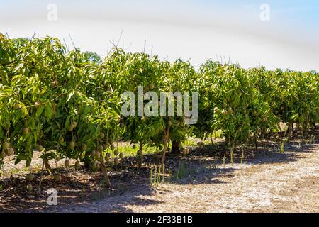 Reihen von Mangobäumen säumen die Straße auf dem Land in der Nähe von Mareeba außerhalb von Cairns, Queensland, Australien. Stockfoto