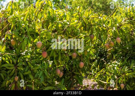 Reihen von Mangobäumen säumen die Straße auf dem Land in der Nähe von Mareeba außerhalb von Cairns, Queensland, Australien. Stockfoto