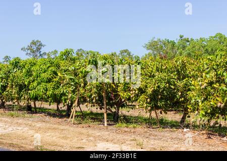 Reihen von Mangobäumen säumen die Straße auf dem Land in der Nähe von Mareeba außerhalb von Cairns, Queensland, Australien. Stockfoto