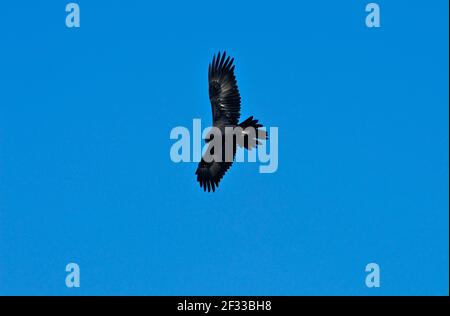 Ein Wedge Tail Eagle (Aquila Audax), der auf dem Flügel über Healesville im Yarra Valley in Victoria, Australien, gleitet und jagt. Stockfoto