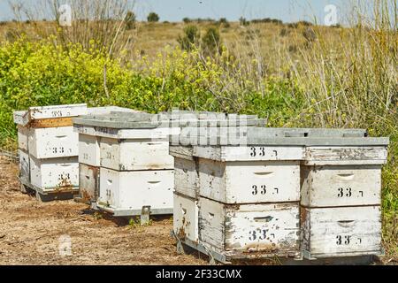 Bienenstöcke mit Bienen in der Nähe blühender Mandelbäume Stockfoto