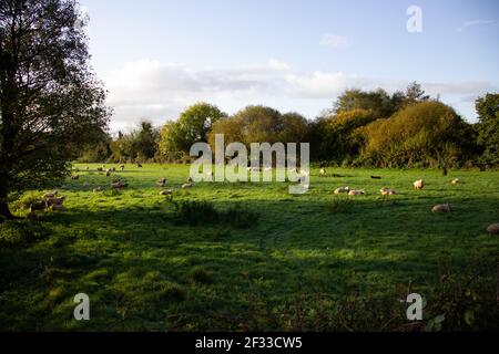 Schafe weiden auf einem Feld in den frühen Morgenlicht Mit blauem Himmel und ein paar Wolken Stockfoto