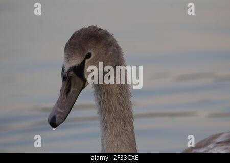 Das Signet füttert den Nebel auf dem Fluss Stockfoto