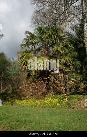 Immergrüne Laub und getrocknete Früchte auf einer Chusan oder chinesischen Windmühle Palme (Trachycarpus fortunei) wächst in einem Garten in Rural Devon, England, Großbritannien Stockfoto