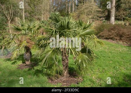 Immergrüne Laub und getrocknete Früchte auf einer Chusan oder chinesischen Windmühle Palme (Trachycarpus fortunei) wächst in einem Garten in Rural Devon, England, Großbritannien Stockfoto