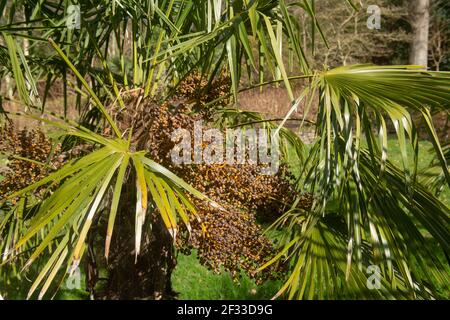 Immergrüne Laub und getrocknete Früchte auf einer Chusan oder chinesischen Windmühle Palme (Trachycarpus fortunei) wächst in einem Garten in Rural Devon, England, Großbritannien Stockfoto