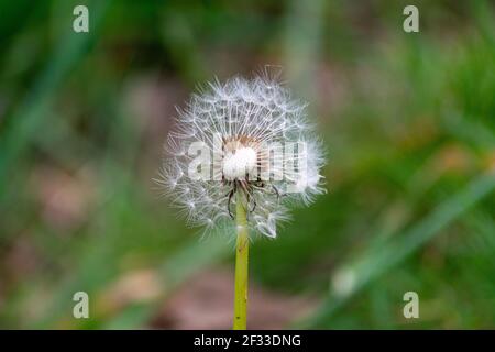 Taraxacum officinale, das gewöhnliche Löwenzahn (oft einfach "Löwenzahn" genannt), ist eine blühende krautige Staudenpflanze der Familie Asteraceae Stockfoto