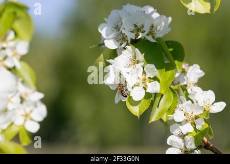 Frühlingsfoto des blühenden Astes des Obstgartens mit sitzender Biene auf Blume. Geschmack des Frühlings. Erwachen der Natur. Stockfoto