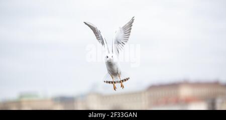 Möwe fliegt mit Flügeln in urbaner Umgebung. Stockfoto