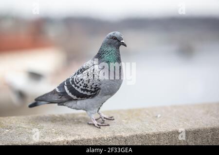 Eine Taube steht am Rand eines Gebäudes im städtischen Umfeld. Stockfoto