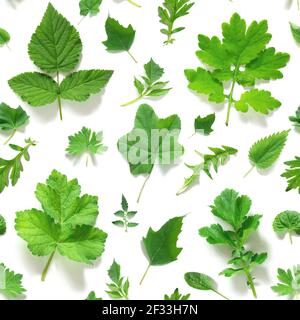 Nahtloses Muster aus verschiedenen natürlichen grünen Blättern auf weißem Hintergrund, als Hintergrund oder Textur. Frühling, Sommer Tapete für Ihr Design. Draufsicht F Stockfoto