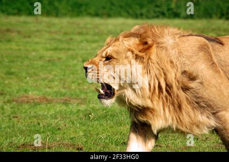 Löwe brüllend 'Panthera Leo', afrikanischer Löwenknarren. Männlicher Löwe brüllt, als er eine Löwin jagt. Stockfoto