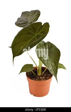 Exotische 'Alocasia Wentii' Zimmerpflanze in Blumentopf isoliert auf weiß Hintergrund Stockfoto