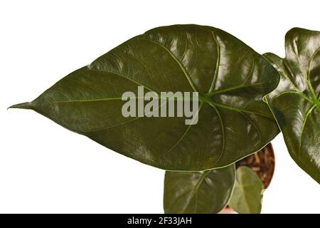 Nahaufnahme des Blattes der exotischen 'Alocasia Wentii'-Zimmerpflanze isoliert Auf weißem Hintergrund Stockfoto