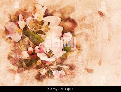 Weiche rosa Blüten von Apfelbaum blühen im Frühjahr, Foto Manipulation, digitale Aquarell-Effekt. Stockfoto