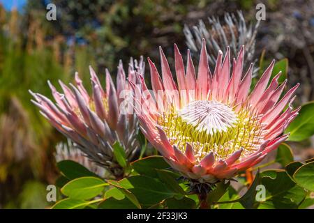 Die große Blume des Königs Protea (Protea Cynaroides) Gesehen in Kapstadt in Südafrika Stockfoto