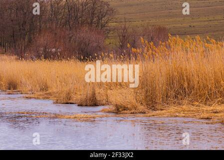 Trockenes Schilf am Ufer des Sees oder des Teiches. Stockfoto