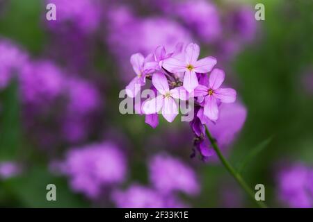 Phlox paniculata Sorte Vergiss-mich-nicht blüht close-up auf dem verschwommenen Hintergrund des Gartens. Leuchtend violette Frühlingsblumen im selektiven Fokus. Farbe Stockfoto