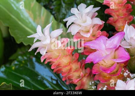 Curcuma Zanthorrhiza (Siam Tulip Curcuma Alismatifolia), Nahaufnahme von rosa Siam Tulpenblüten im Park Stockfoto