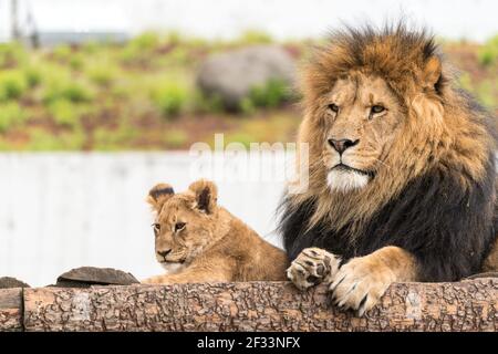 Löwen Im Zoo Von Kopenhagen Stockfoto