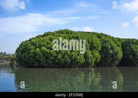 Mangrovenwald in kadalundi kerala Stockfoto