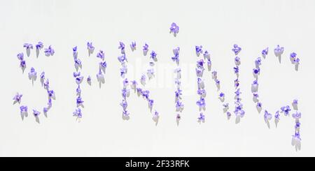 Federbanner. Ein Wort von Blumen auf weißem Hintergrund. Minimalistisches Frühlingsdesign. Kleine lila Blüten in hellem, hartem Sonnenlicht mit Schatten gesehen Fr. Stockfoto
