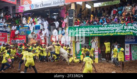 Jallikattu ein Bulle, der den Sport von Tamilnadu zähmte Stockfoto