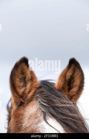 Nahaufnahme der beiden aufgehobenen Ohren eines braunen Pferdes bei blauem bewölktem Himmel. Fokussieren Sie auf das Ohr links vom Foto Stockfoto