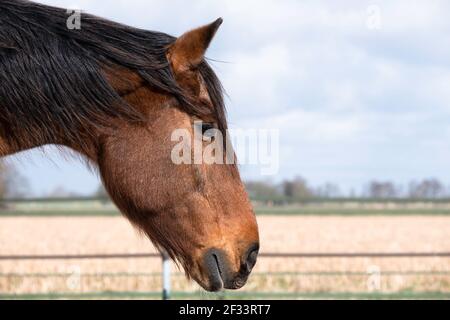 Seitenansicht der linken Seite von Kopf und Hals eines braunen ruhenden Pferdes mit einer schwarzen Mähne in einem trüben hellbraunen Feld und Landschaft. Speicherplatz kopieren Stockfoto