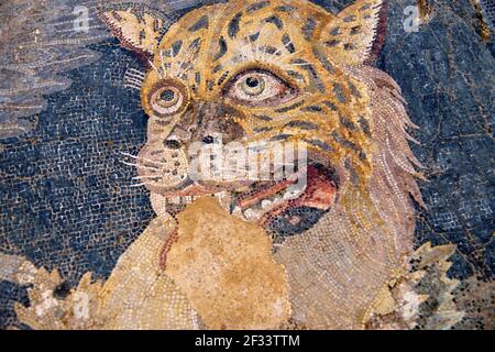 Geographie / Reisen, Griechenland, Kopf eines Leoparden, Bodenmosaik aus dem Haus des Dionysos in der Muse, Additional-Rights-Clearance-Info-not-available Stockfoto