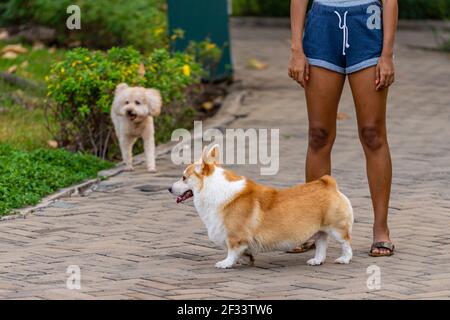 Niedlicher Pembroke Welsh Corgi Hund geht in den Outdoor-Park mit Seinem Besitzer Stockfoto