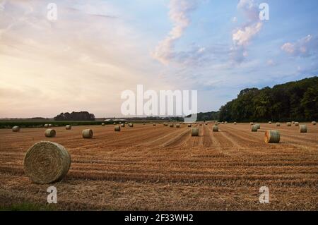Hey Stack auf dem Feld in Belgien, Europäische Union. Breites flaches Land im Sonnenuntergang. Kombination von ländlichem Leben und moderner Agrarindustrie. Stockfoto